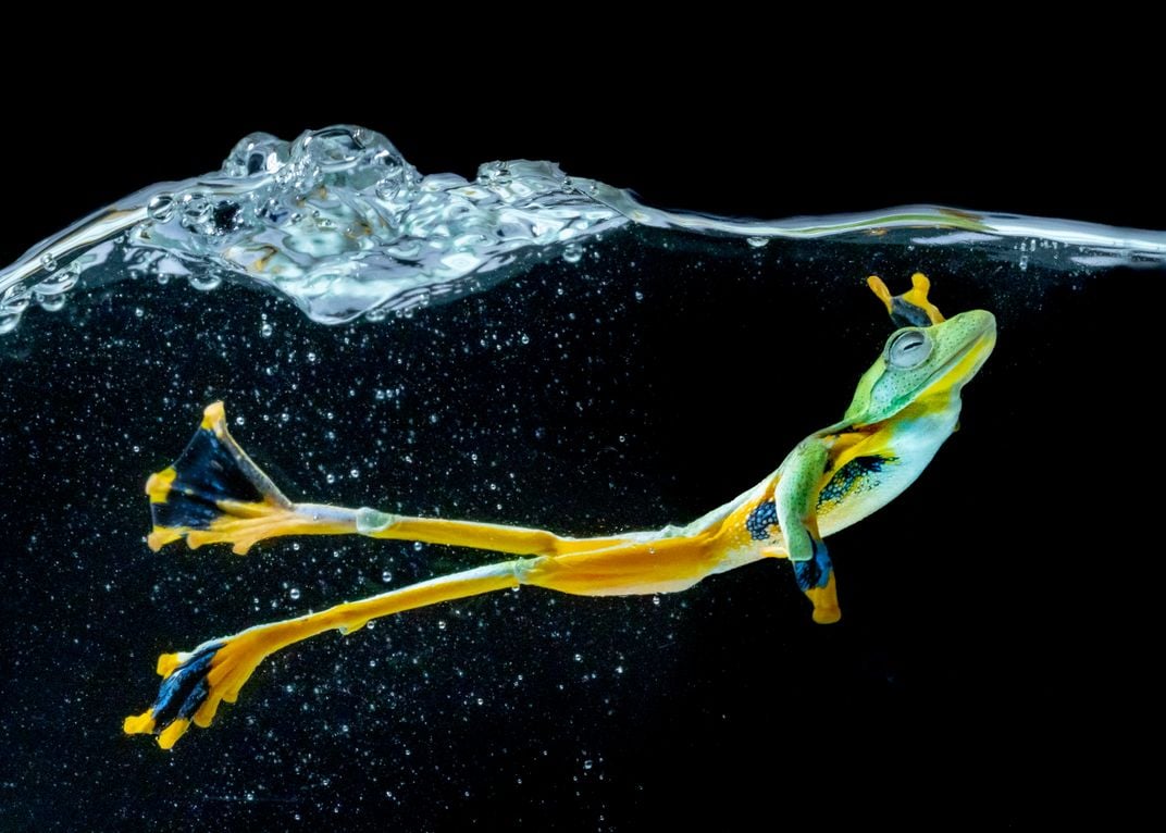 Wallace Flying Frog 1 | Smithsonian Photo Contest | Smithsonian Magazine