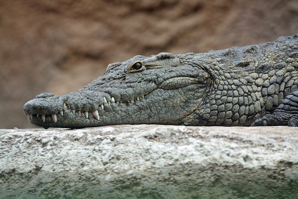 A Nile crocodile
