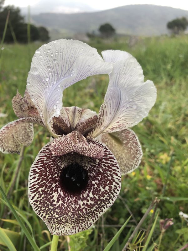 Iris Bismarckiana thumbnail