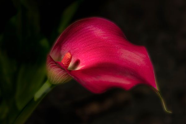 Red Korean Lily thumbnail