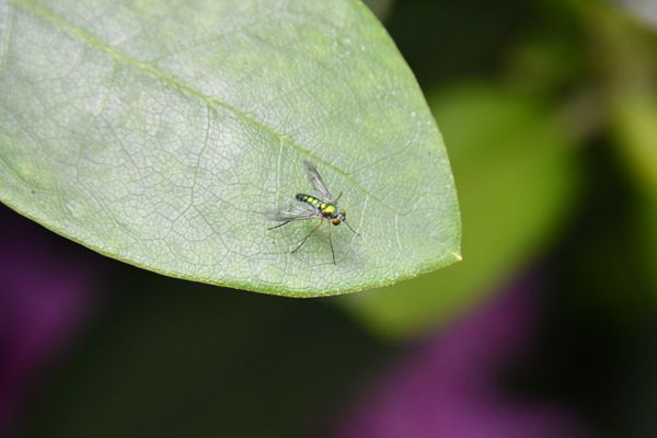 Bug on leaf thumbnail
