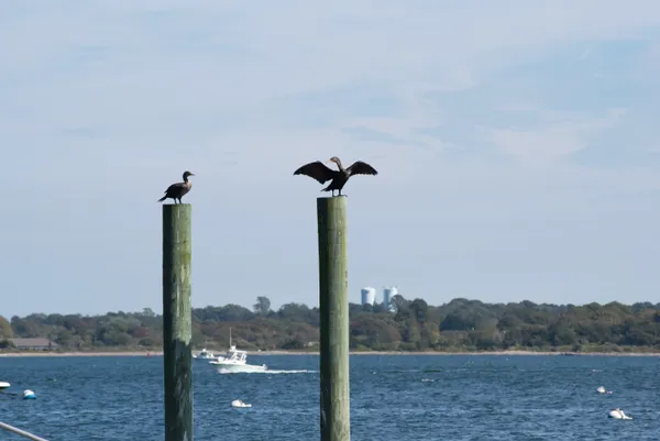 Cormorant's hanging out while drying thumbnail