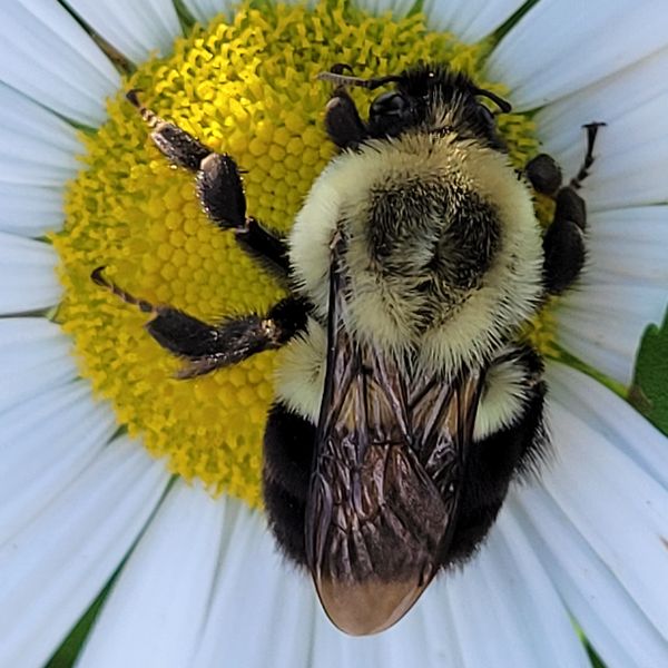 Bee on a daisy thumbnail