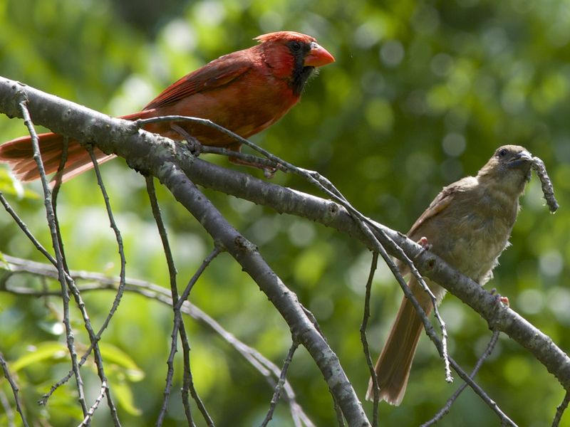 Cardinals feeding Smithsonian Photo Contest Smithsonian Magazine