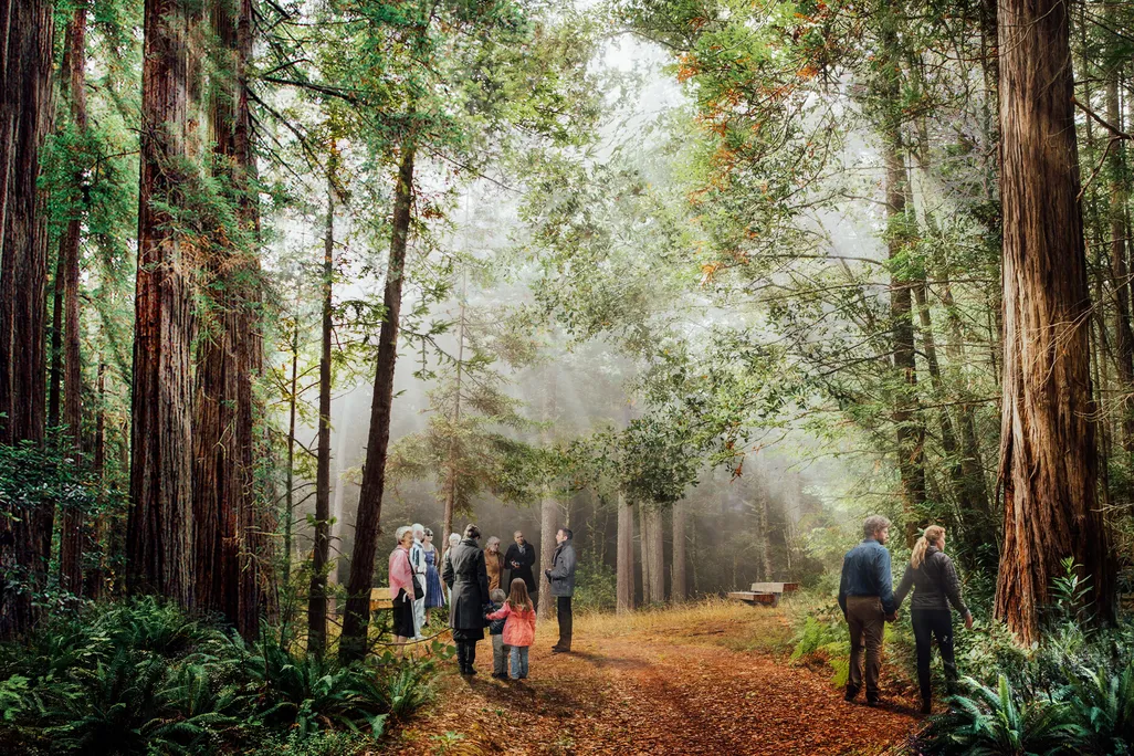 Forest Clearing Scene (1).jpg