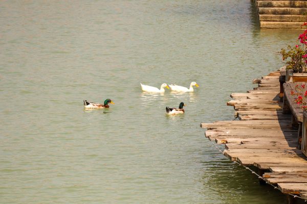 Drifting into Spring thumbnail