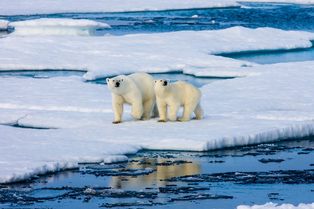 Polar bears in the Arctic