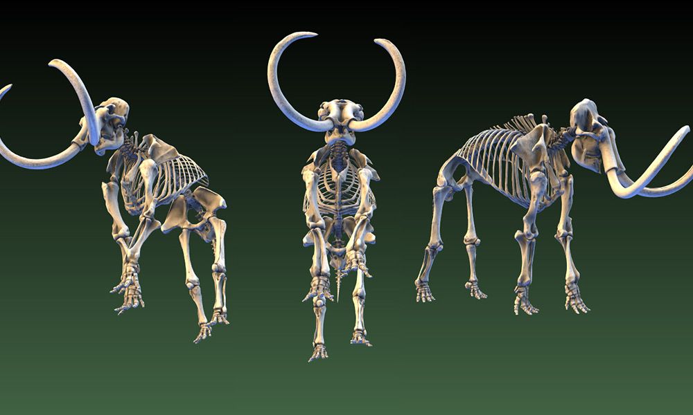 Mammoth skeleton