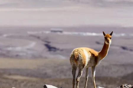 As the price of their wool rises, vicuñas, like the one picture here near the ALMA telescope in Chile, faces threats from poaching gangs. 