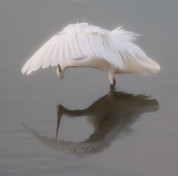 WHITE EGRET AND HER SHADOW IN THE MARSH thumbnail
