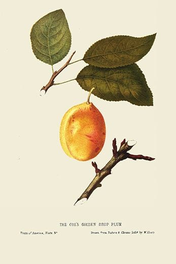 أول براءة اختراع لشجرة الفاكهة