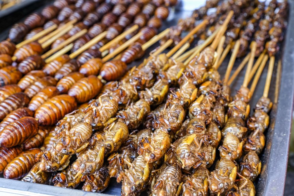 Roasted cicadas on skewers