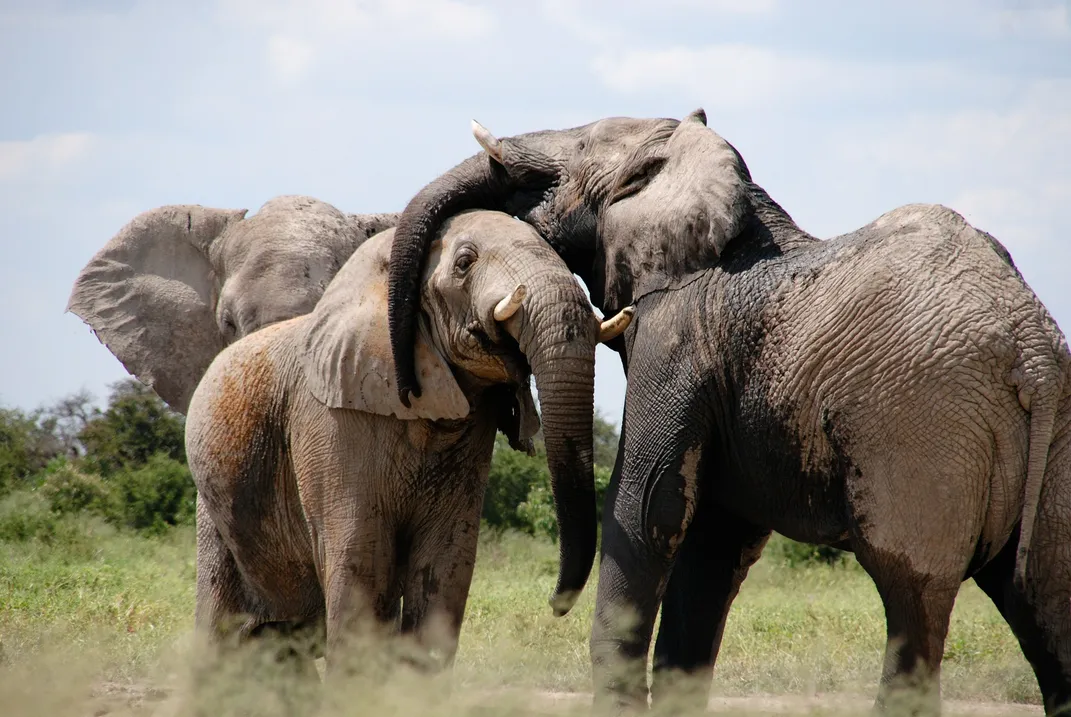 elephants evolved to have undescended testes
