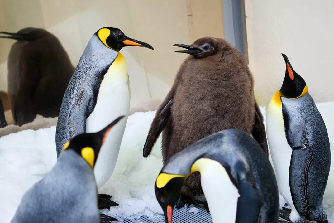 Large brown penguin standing amongst other black and white penguins