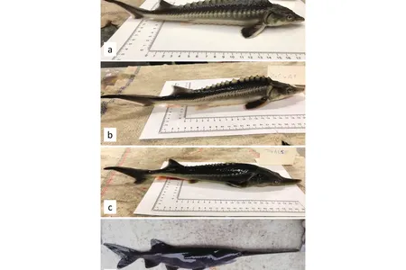 The top fish is a Russian sturgeon and the bottom is an American paddlefish. In between, two varieties of hybrid 'sturddlefish' created by accident. 