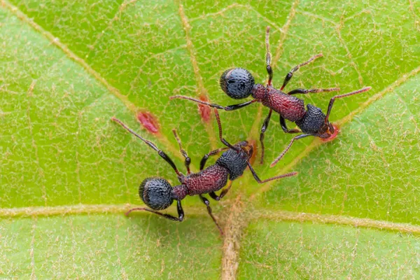 Two ants feeding on leaf sap thumbnail