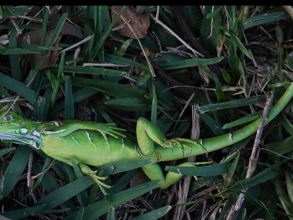 cold-stunned iguana