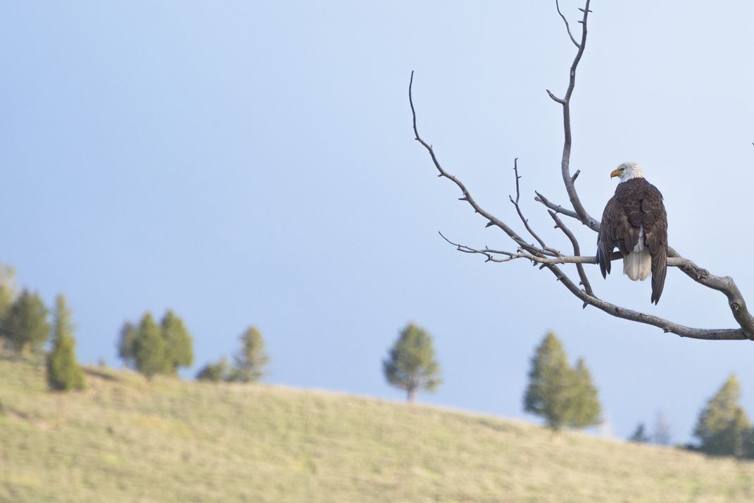 Bald Eagle Sighting Smithsonian Photo Contest Smithsonian Magazine