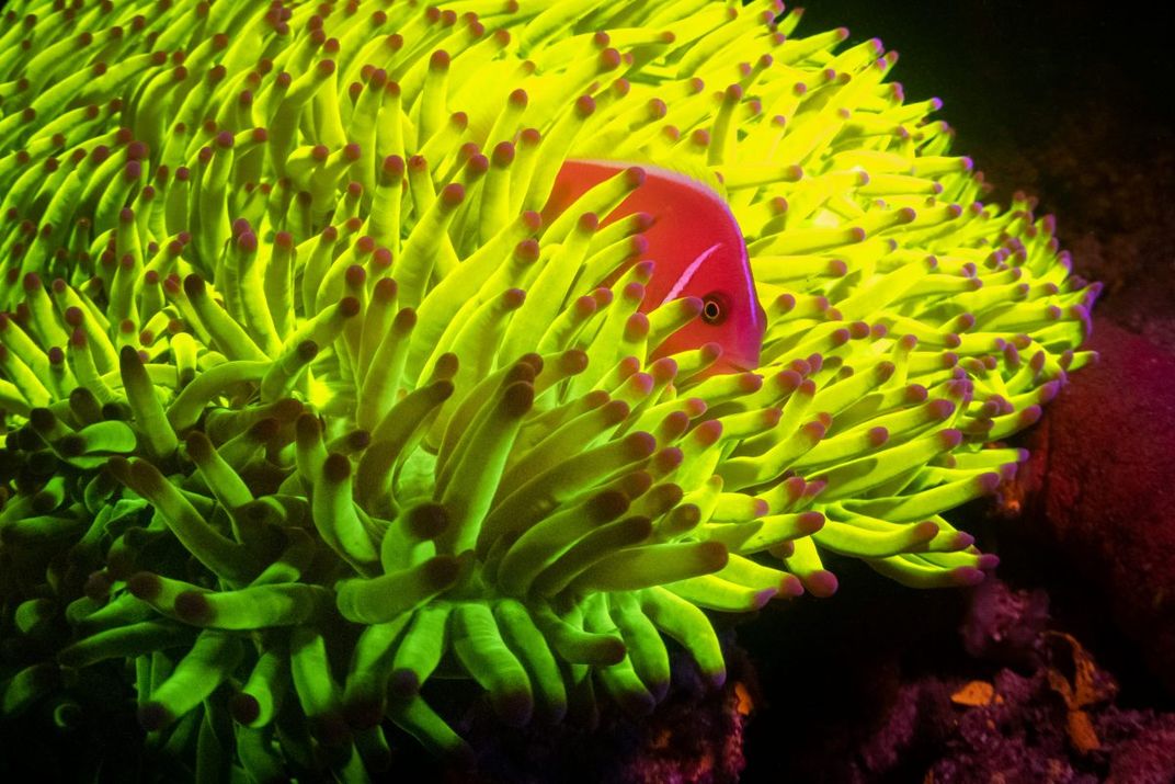 Pink Anemonefish