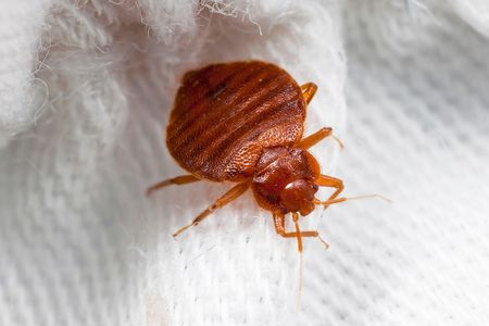 A blood-sucker creeping around on a potential victim's pristine white sheets.