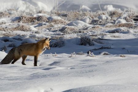 A red fox listening for prey under the snow in Yellowstone National Park. Noise can affect foxes and other animals that rely on their hearing when they hunt.