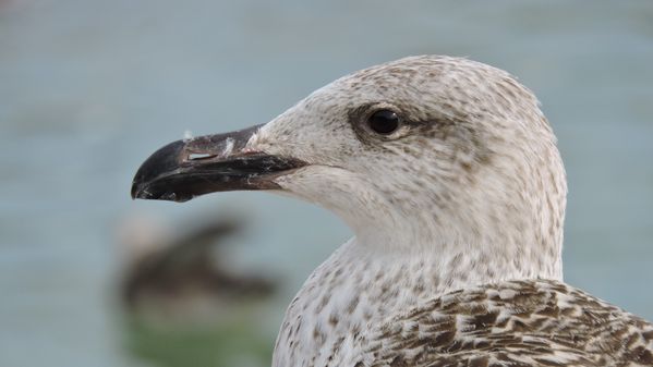 A young great black-backed gull thumbnail