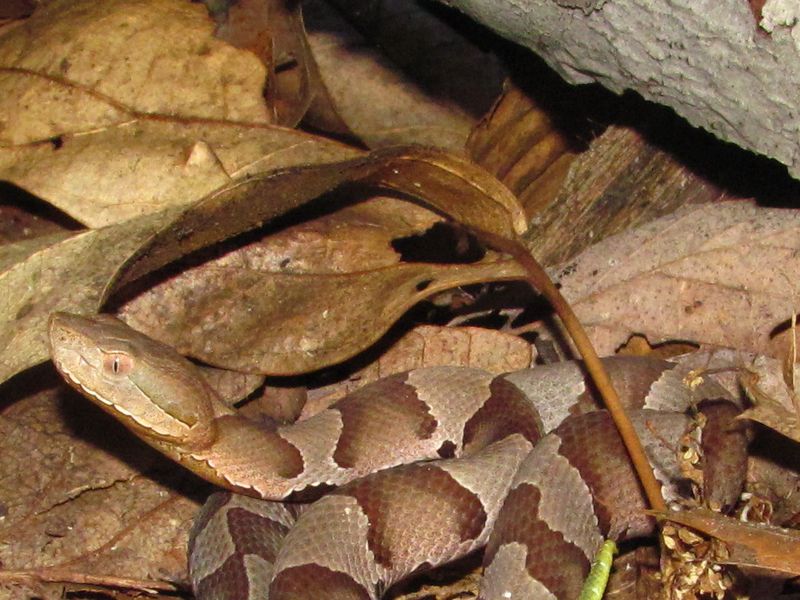 Juvenile Northern Copperhead in the Appalachian Mountains of western ...