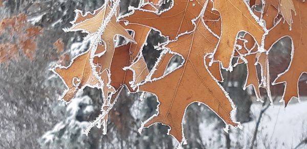 Winter tracing leaves thumbnail
