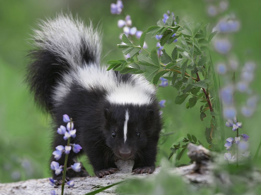 skunk