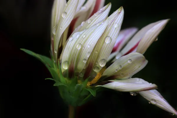 White flower after the rain thumbnail
