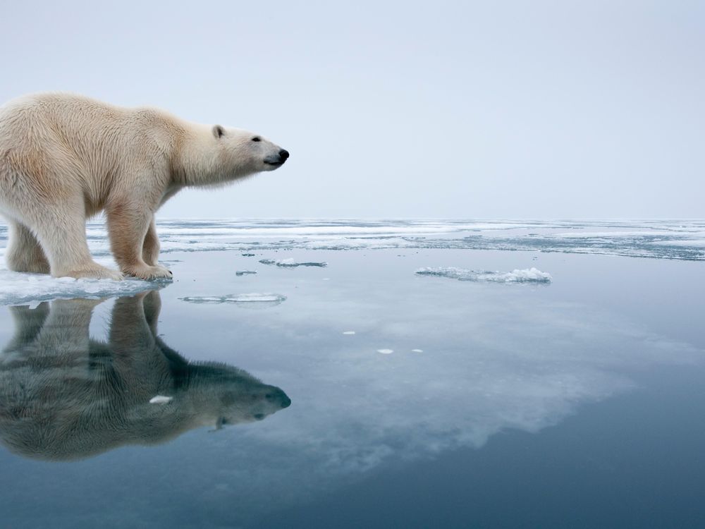 polar bear on ice