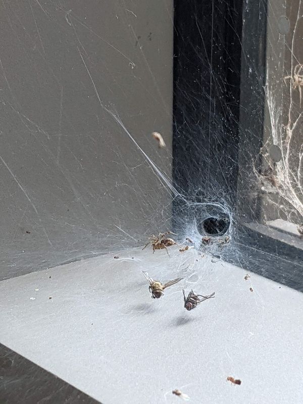 Indoor Funnel Spider Nest in North Carolina thumbnail