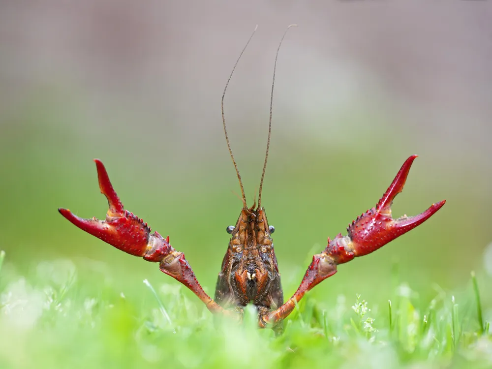 crawfish