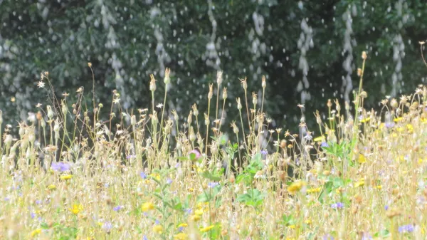 A valley of flowers thumbnail