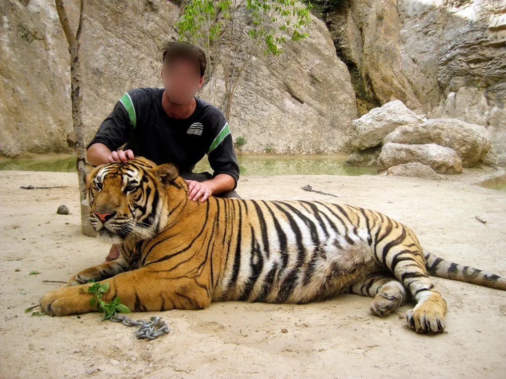 The Big Unsexy Problem With Tiger Selfies