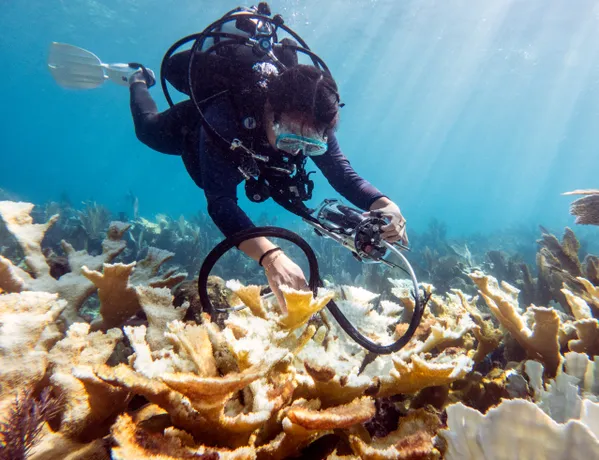Diver measures coral stress during mass bleaching in Florida thumbnail