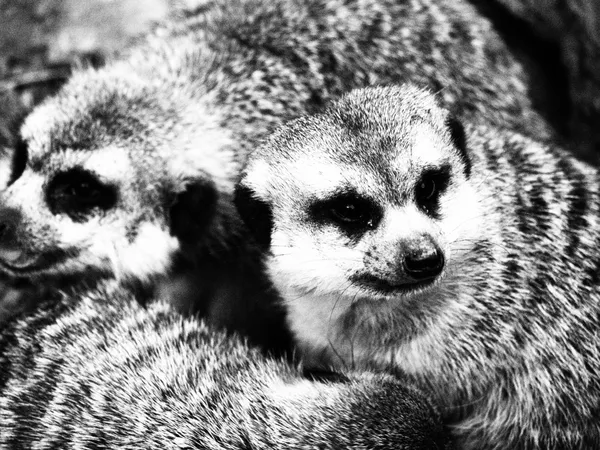 The clustered mongoose thumbnail