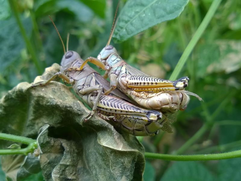 grasshoppers' love | Smithsonian Photo Contest ...