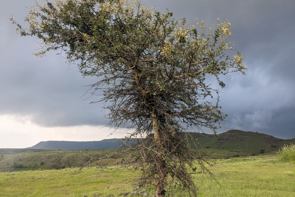 grassland with tree