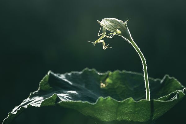 handstand mantis thumbnail