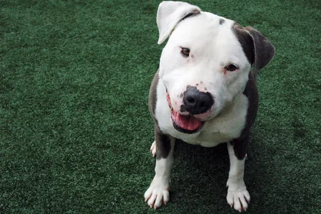 An adorable shelter dog shouldn’t have a difficult time finding a home—but it might if it comes with the label “pit bull.”