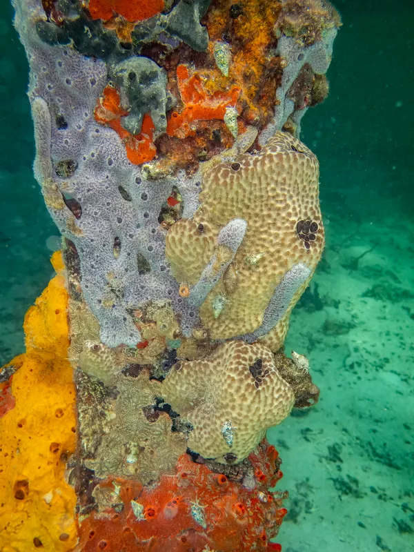 Corals & Sponges living on house pillar (No.1) thumbnail