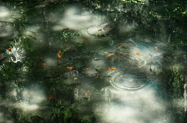 Fish in the Void thumbnail