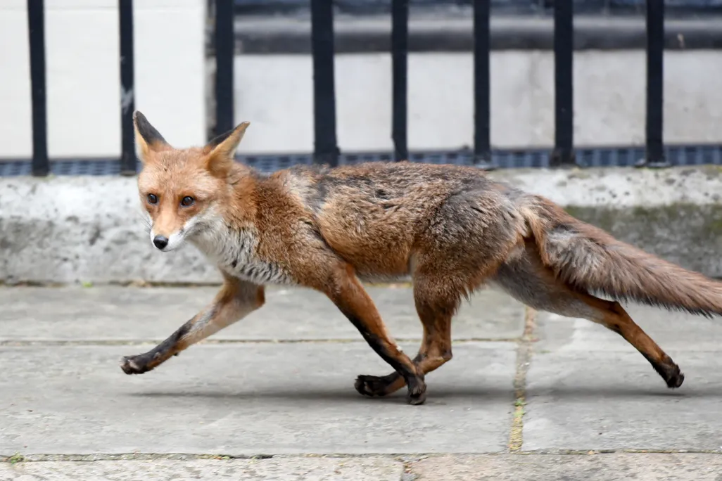 A fox is seen in Downing Street in central London, United Kingdom