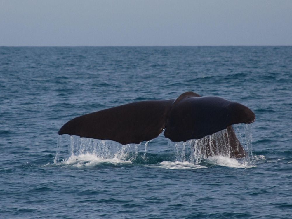 Sperm Whale