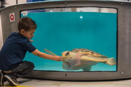 The new sea turtle tanks have one-way glass to minimize visitor impact on the animals.