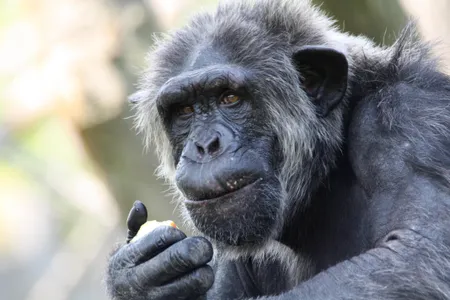 Scientists found some of the physical imprints of Alzheimer's disease in the brains of elderly chimpanzees