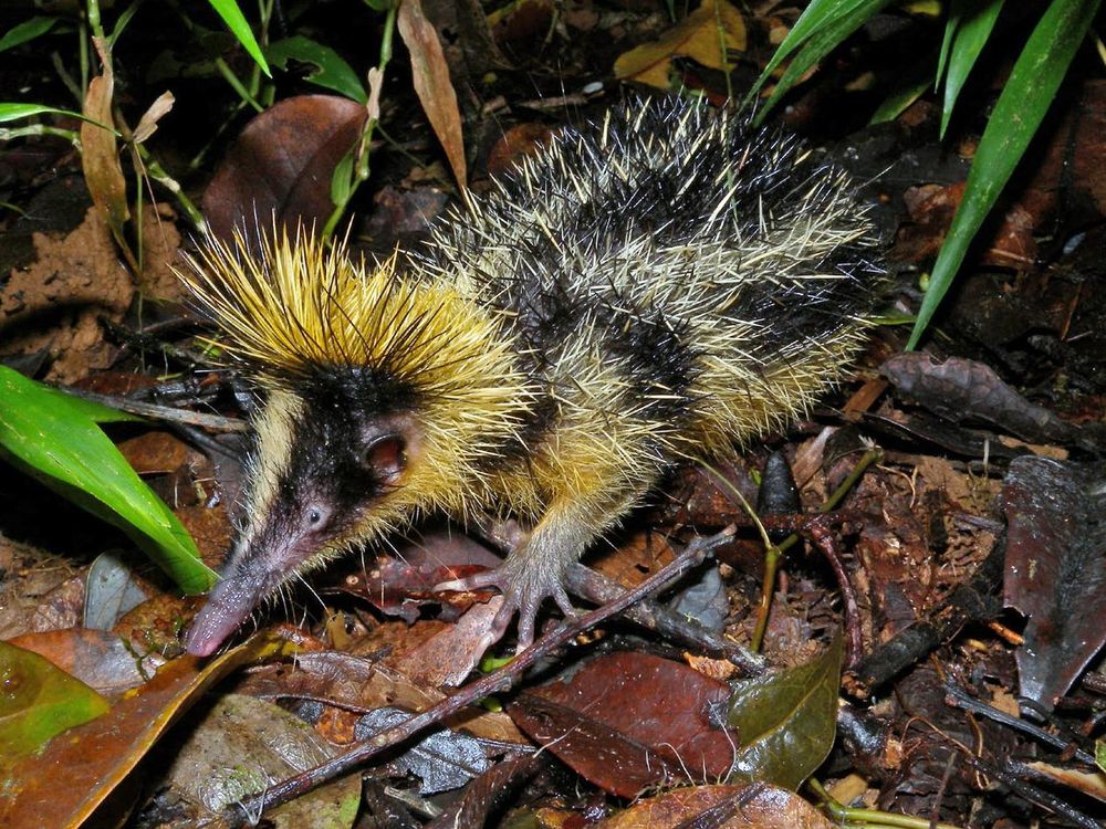 Defensive Spines on Tenrecs Could Come at a Cost to Brain Size