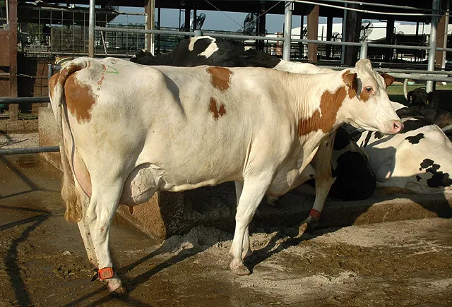 A white-and-brown cow with short hair stands on dirt
