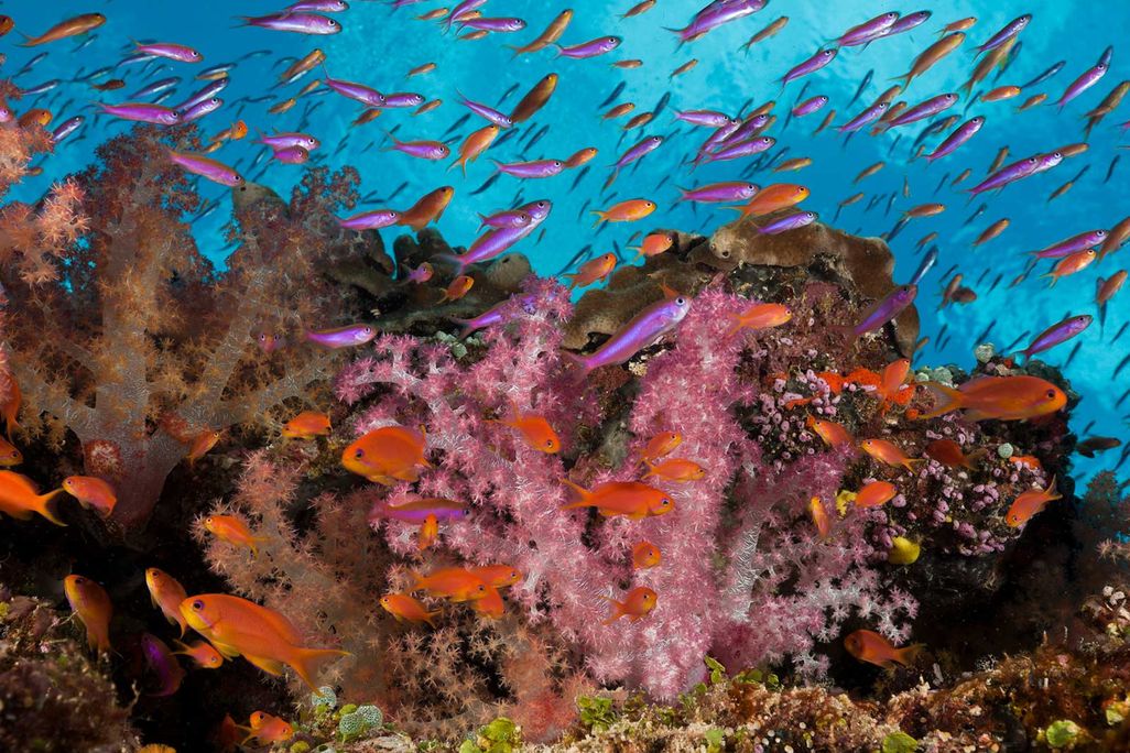 Coral Reef in Fiji